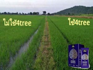 4tree
