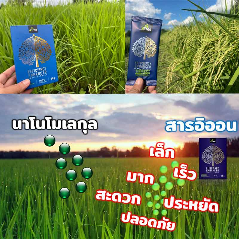 4tree โฟร์ทรี