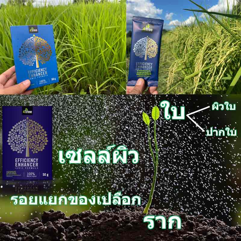 4tree โฟร์ทรี